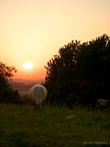 sunset animal germany weide sonnenuntergang sheep meadow kraftwerk powerstation enbw tier schaf neckartal reisach badenwürttemberg