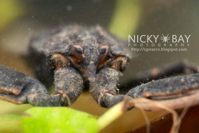 Water Scorpion (Nepidae) - DSC_4206