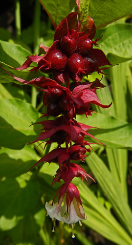 red dangle flower