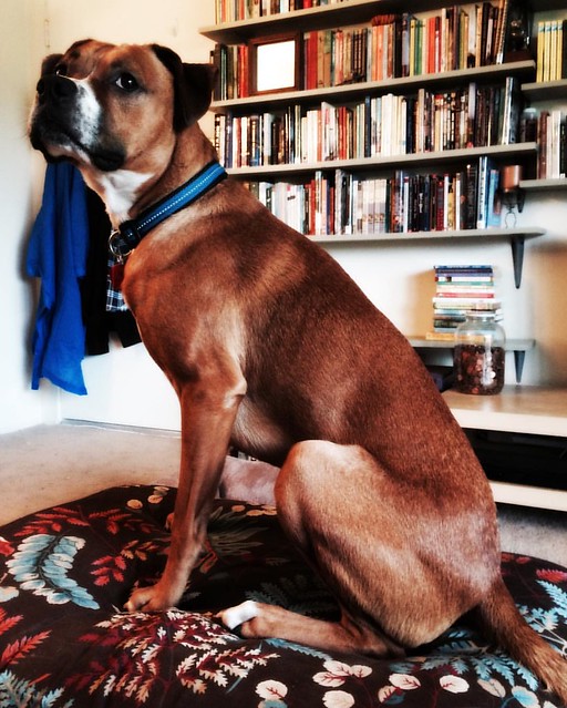 Supermodel Thomas #dogs #boxerdog