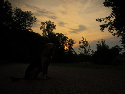 sunset home animals landscape unitedstates newhampshire sadie places domestic subject chesterfield phototype