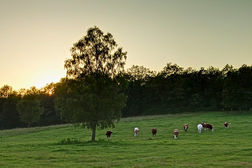 sunset sun nature landscape evening abend kuh cow scenery sonnenuntergang hessen cows country natur meadow wiese scene land landschaft sonne herd dri kühe dynamicrangeincrease exposureblending herde ldk lahndillkreis lahndill