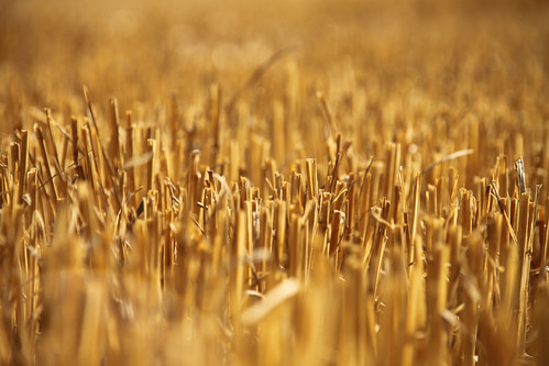 field corn wheat mais campo grano spighe