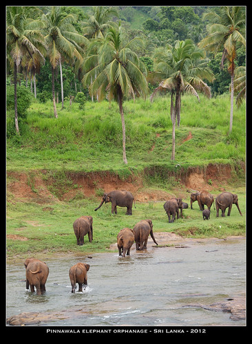 elephant olympus orphanage srilanka pinnawala jpmiss e620