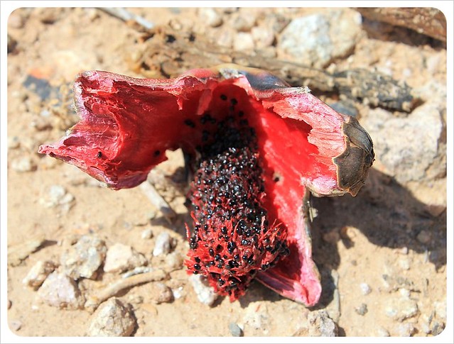 cactus fruit arizona