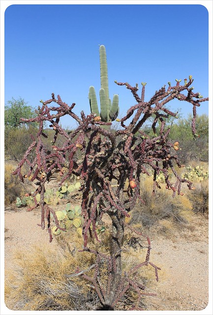 cactus bush and saguaro