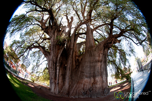tree mexico fisheye oaxaca cypress cypresstree santamariadeltule santamaríadeltule widesttree