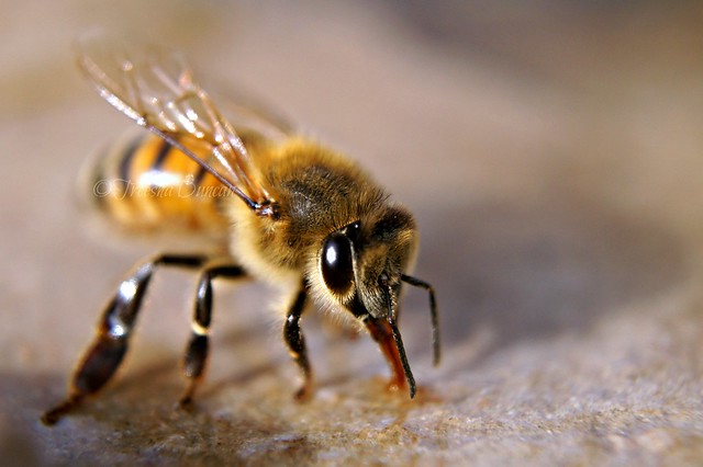 Bee Happy | Flickr - Photo Sharing!