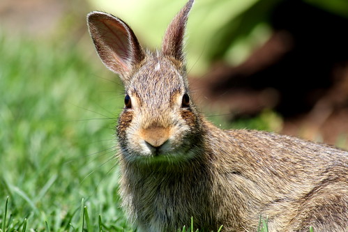 rabbit bunny nature wildlife