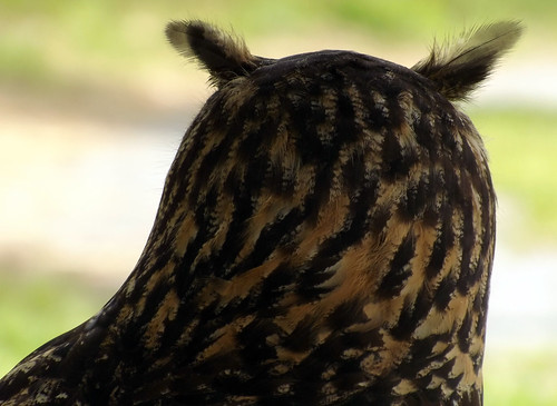 bird nature patterns raptor owl raptors birdsofprey birdofprey greathornedowl