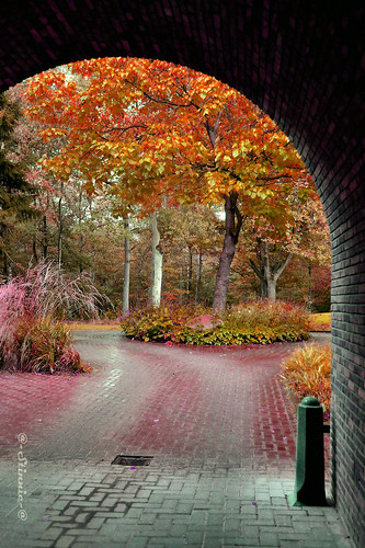 road trees photoshop way nederland tunnel autumncolors ppd landschappen mygearandme mygearandmepremium nikond3100 ruby10 ruby5 pictbystinnie rememberthatmomentlevel1 rememberthatmomentlevel2