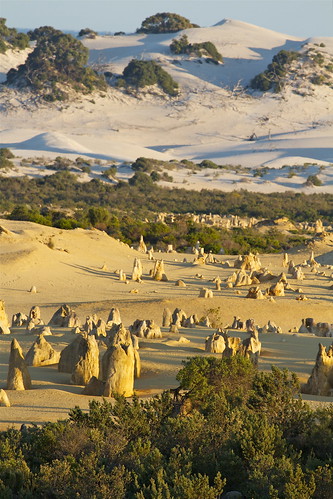 park travel trees sea sunrise canon eos nationalpark sand desert dunes dune australia national 7d wa daybreak pinnacles nambungnationalpark desertcanon