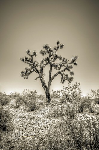 california plant sepia landscape desert joshuatree wideangle brush mojave duotone vignette hdr yucca mojavedesert