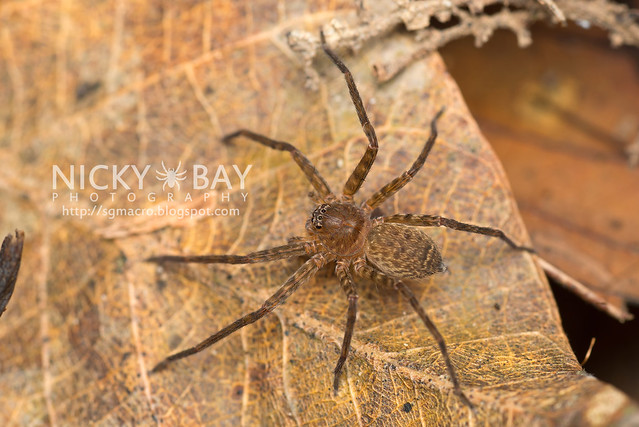 Huntsman Spider (Sparassidae) - DSC_2761