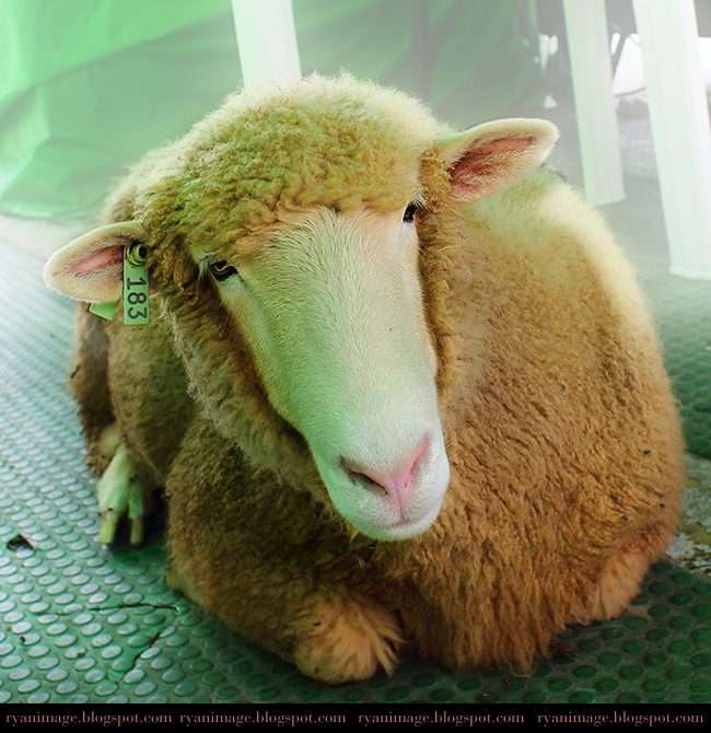 Sheep (2)