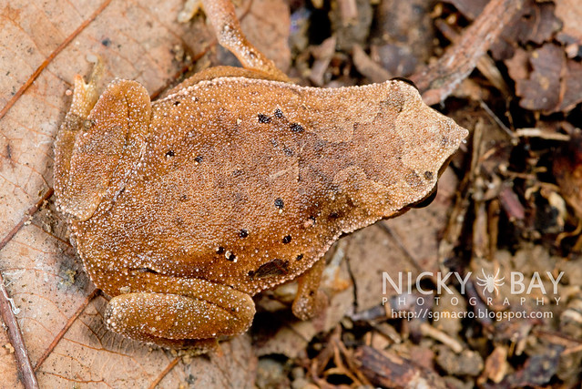 Black-spotted Sticky Frog (Kalophrynus pleurostigma) - DSC_1445