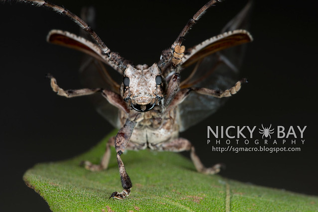 Longhorn Beetle (Cerambycidae) - DSC_5493
