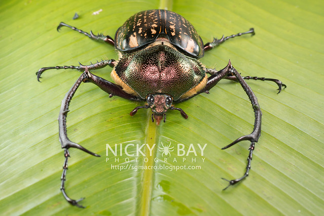 Scarab Beetle (Cheirotonus sp.) - DSC_6523