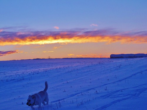 sunset dog snow