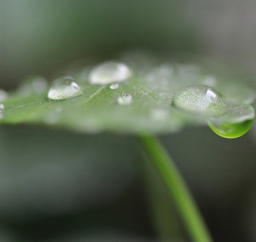 macro art nature rain garden leaf drops singapore pennywort hydrocotyleasiatica