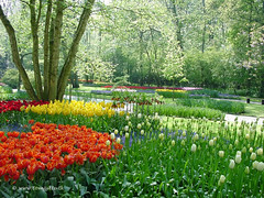 Dutch Tulips, Keukenhof Gardens, Holland - 4003  POTD