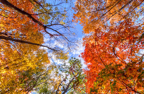 autumn trees usa fall nature colors wisconsin forest season landscape photography image pentax sigma photograph 1020mm 2012 k5 sigma1020mmf456exdc kohlbauer hardpancom marckohlbauer