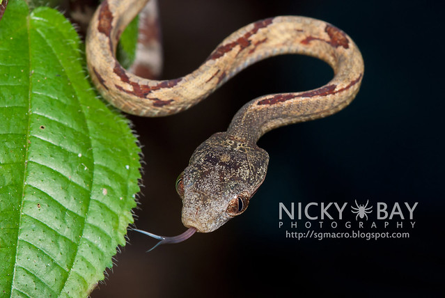 Dog-Toothed Cat Snake (Boiga cynodon) - DSC_2083