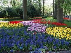 Dutch Tulips, Keukenhof Gardens, Holland - 0689