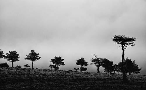 trees blackandwhite bw pine landscape sanpedrodelromeral
