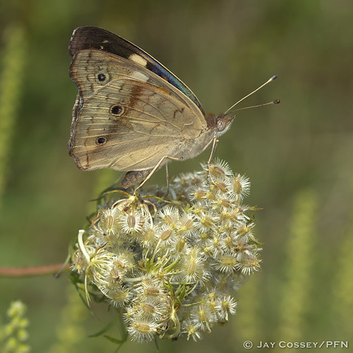 ohio butterfly buckeye insecta brushfoot lepidopterabutterfliesmoths ashlandco mohicansp photographerjaycossey