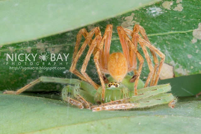 Huntsman Spiders (Sparassidae) - DSC_3653