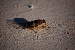 Cicada_Pranang Cave Beach A095