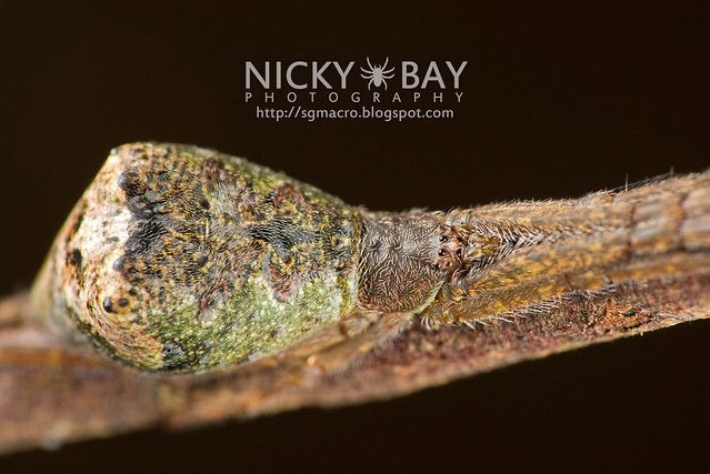 Crab Spider (Thomisidae) - DSC_9972