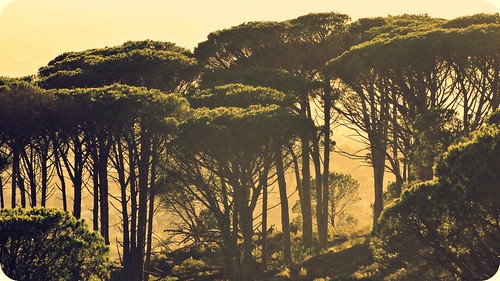 trees nature sunshine forest sunrise landscape southafrica capetown cliché happyclichésaturday