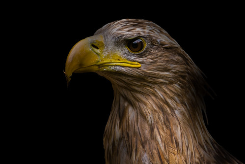 eagle zoo pontscorff brittany breizh bretagne birds birdsofprey