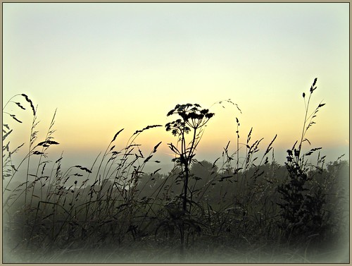 sunset mist green grass silhouettes hogweed menaistraits