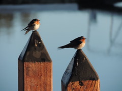 Welcome Swallow pair on pier basking in the early morning sun
