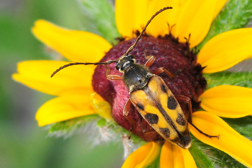 yellow beetle kansas wildflower wichita blackeyedsusan chisholmcreekpark longhornflowerbeetle
