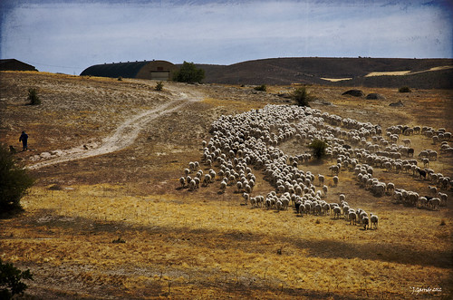 textura campo pastor oveja rebaño cruzadasii cruzadasi