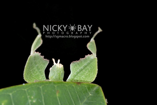 Gray's Leaf Insect (Phyllium bioculatum) - DSC_4938