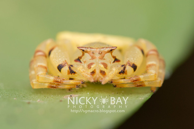 Crab Spider (Thomisidae) - DSC_5126
