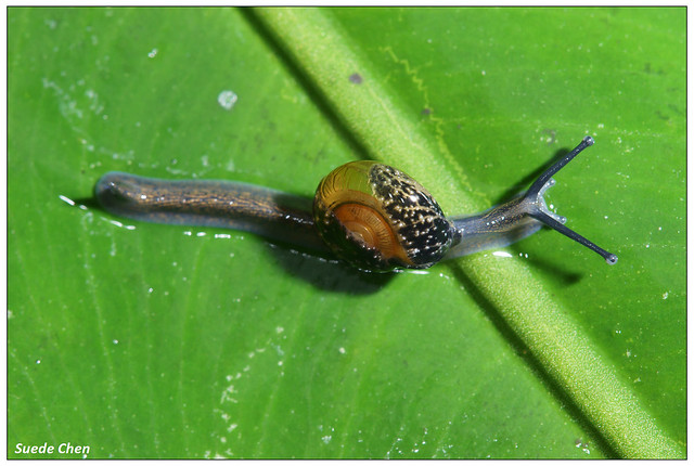 青鱉甲蝸牛 Petalochlamys vesta (Pfeiffer, 1865)