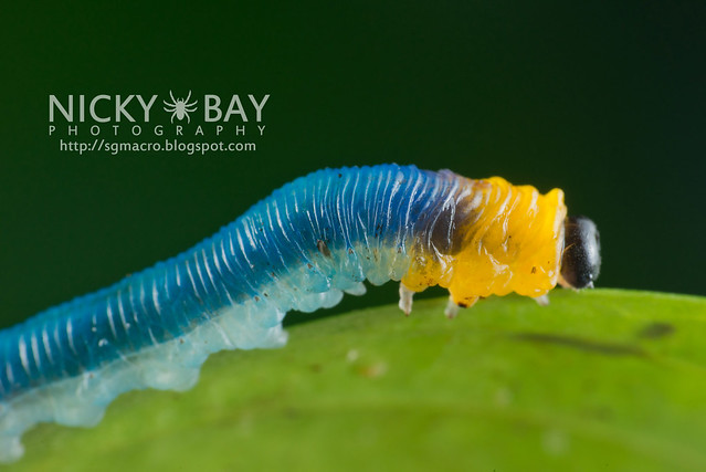 Sawfly larva (Symphyta) - DSC_9700