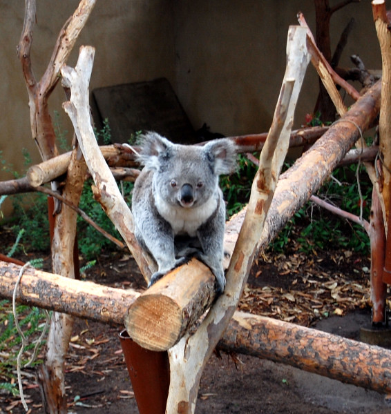 koalas san diego zoo