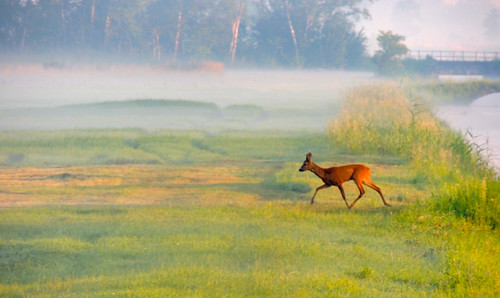 morning mist hamburg deer reh vierlanden panoramafotográfico blinkagain