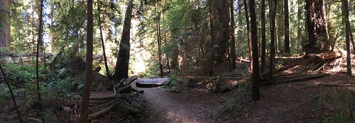 panorama redwoods redwood fklanegrove franklinklanegrove avenueofthegiants phillipsvilleca humboldtredwoodstatepark humboldtcounty
