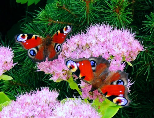 mygarden meingarten fettehenne schmetterlingen butterfly tagpfauenaugen peacock pigweed sedum