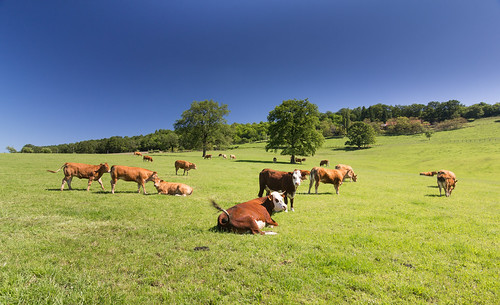 animaux environnement paysages vache nature