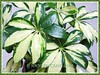 Schefflera arboricola ‘Janine’ (Janine Schefflera, Dwarf Umbrella Tree, Hawaiian Elf Schefflera)