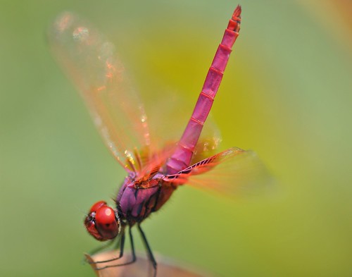 macro art singapore dragonfly botanicalgarden mygearandme
